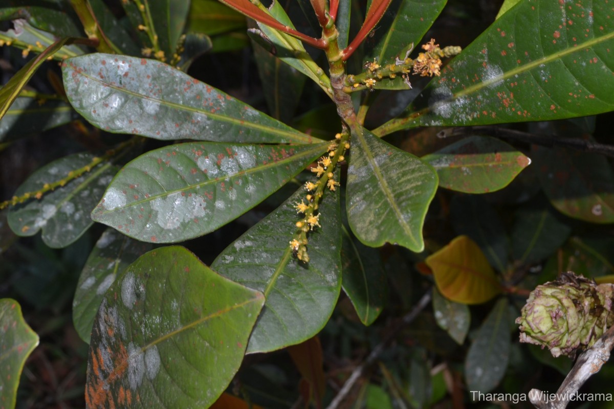 Agrostistachys borneensis Becc.